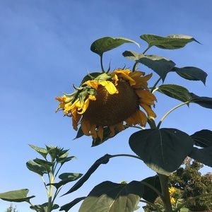 Meet your Posher, Lena